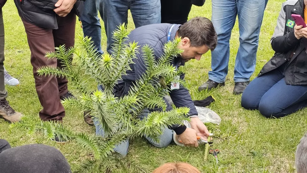 Técnica de enxertia de Araucária foi tema de treinamento em Rio Negro